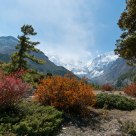 Bright Hmalayan Autumn